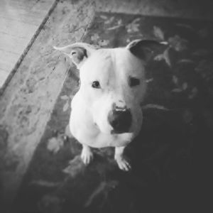 Meet your Posher, Bradley